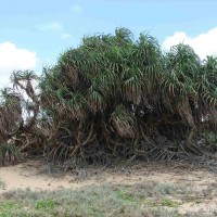 Pandanus odorifer (Forssk.) Kuntze